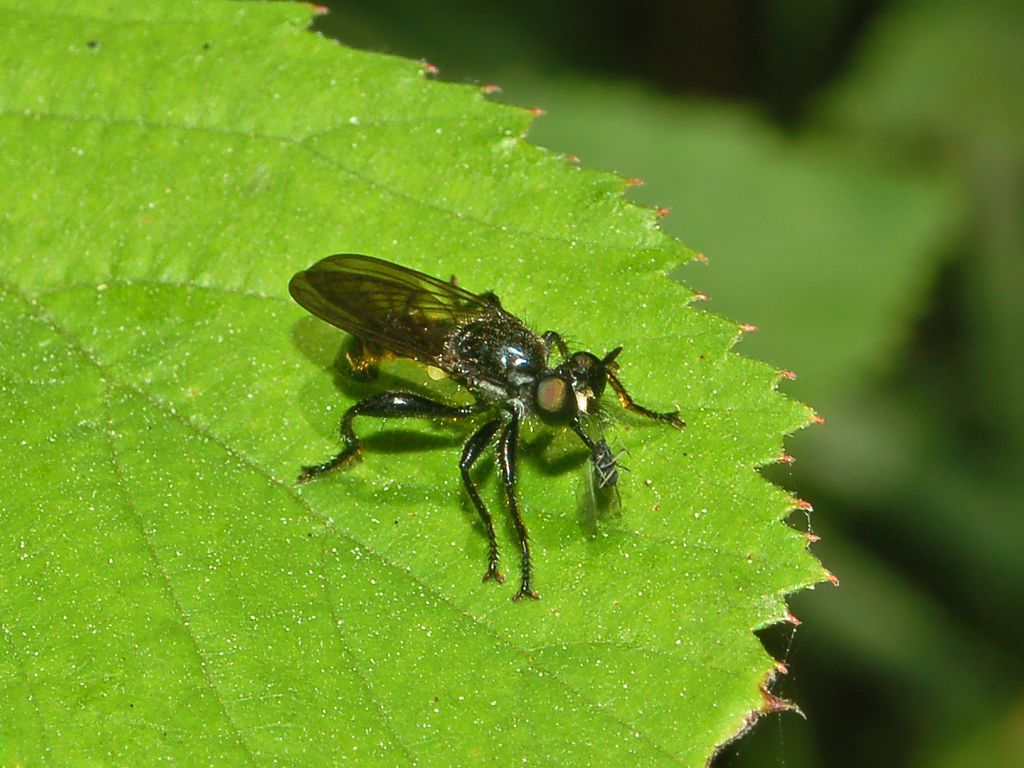 Asilidae da determinare